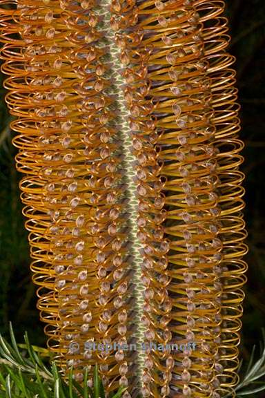 banksia ericifolia 2 graphic